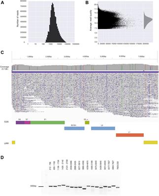 Whole Genome Assembly of Human Papillomavirus by Nanopore Long-Read Sequencing